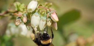 KOMUNIKAT jagodowy Agrosimex 14.05 – BORÓWKA w fazie kwitnienia – zalecenia ochrony i nawożenia