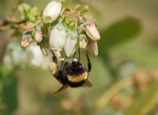 KOMUNIKAT jagodowy Agrosimex 14.05 – BORÓWKA w fazie kwitnienia – zalecenia ochrony i nawożenia