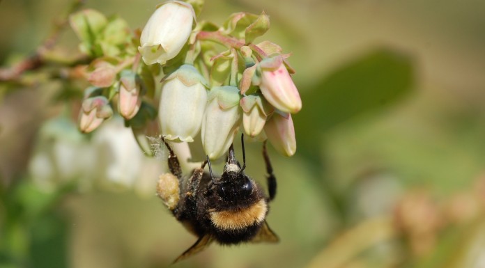 KOMUNIKAT jagodowy Agrosimex 14.05 – BORÓWKA w fazie kwitnienia – zalecenia ochrony i nawożenia