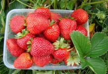 Alfa Centauri i Akcent Niwa