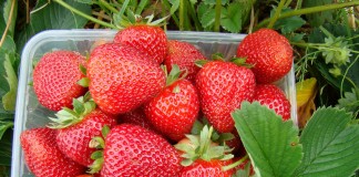 Alfa Centauri i Akcent Niwa