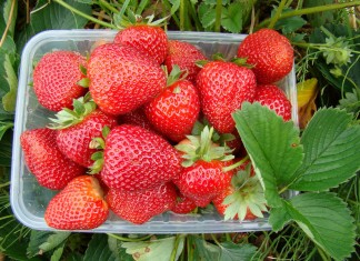 Alfa Centauri i Akcent Niwa