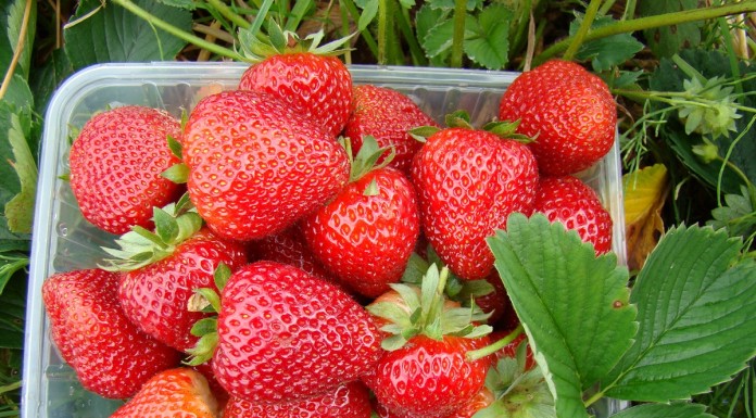 Alfa Centauri i Akcent Niwa