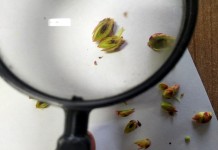 Pierwsze szkody mrozowe na plantacjach borówki