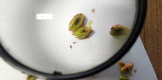 Pierwsze szkody mrozowe na plantacjach borówki