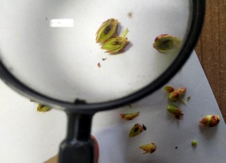 Pierwsze szkody mrozowe na plantacjach borówki