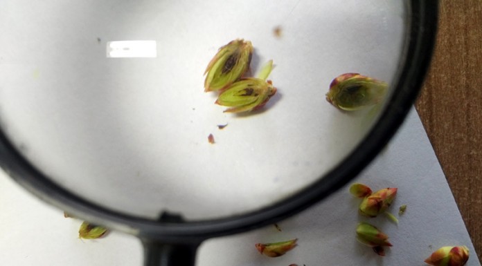 Pierwsze szkody mrozowe na plantacjach borówki