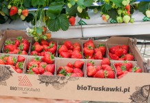 BioTruskawki ze szklarni