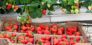 BioTruskawki ze szklarni