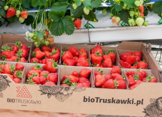 BioTruskawki ze szklarni