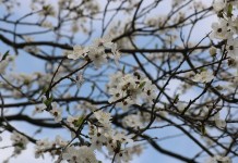 Zadbajmy o pszczoły na plantacjach