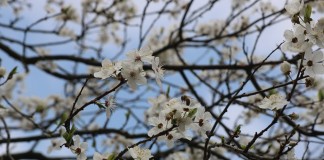 Zadbajmy o pszczoły na plantacjach