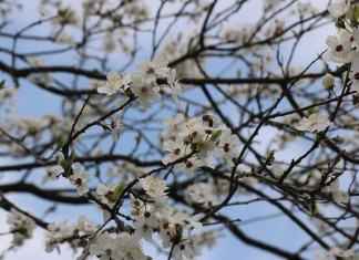 Zadbajmy o pszczoły na plantacjach