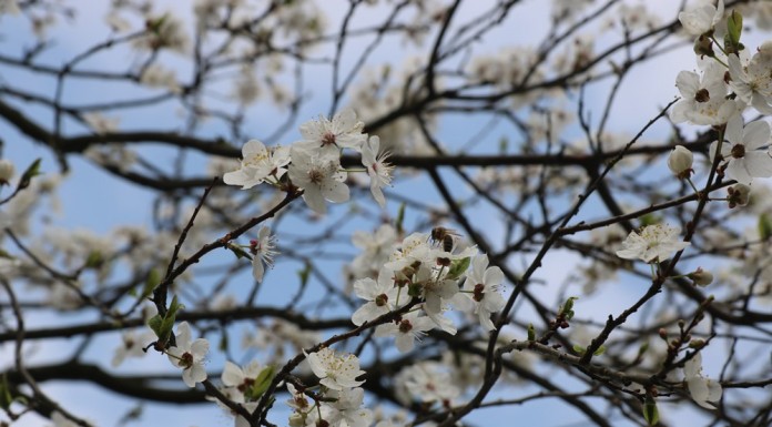 Zadbajmy o pszczoły na plantacjach