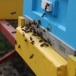 Pszczoły wykorzystują każdą chwilę na intensywne loty