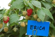 Enrosadira, Erica i Sugana – jak plonowały w 2015 roku w MF