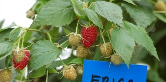 Enrosadira, Erica i Sugana – jak plonowały w 2015 roku w MF