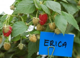 Enrosadira, Erica i Sugana – jak plonowały w 2015 roku w MF