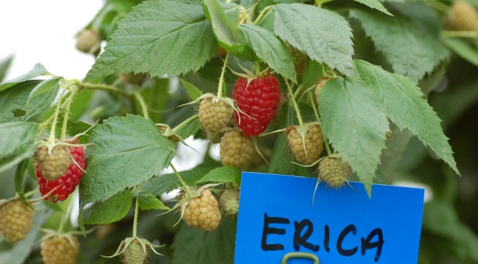 Enrosadira, Erica i Sugana – jak plonowały w 2015 roku w MF