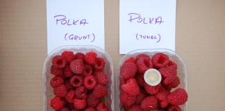 Polka w projekcie Malinowe Factory w 2015 roku