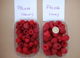 Polka w projekcie Malinowe Factory w 2015 roku