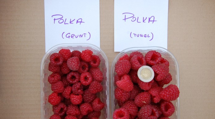 Polka w projekcie Malinowe Factory w 2015 roku