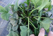 Stymulacja odbudowy uszkodzeń mrozowych – ciąg dalszy (Komunika VI dla Grupy Truskawkowej Osadkowski SA)