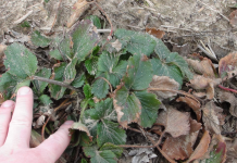 Zabiegi stymulujące odbudowę uszkodzeń mrozowych (komunikat IV dla Grupy Truskawkowej Osadkowski SA)