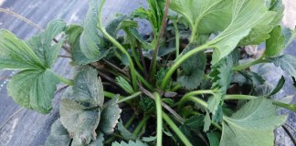 Stymulacja odbudowy uszkodzeń mrozowych – ciąg dalszy (Komunika VI dla Grupy Truskawkowej Osadkowski SA)