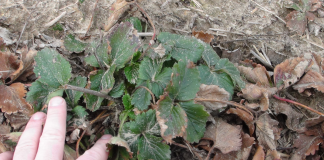 Zabiegi stymulujące odbudowę uszkodzeń mrozowych (komunikat IV dla Grupy Truskawkowej Osadkowski SA)