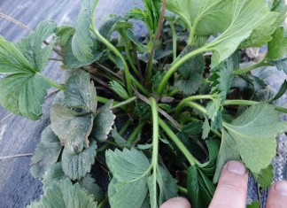 Stymulacja odbudowy uszkodzeń mrozowych – ciąg dalszy (Komunika VI dla Grupy Truskawkowej Osadkowski SA)