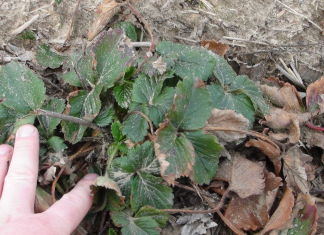 Zabiegi stymulujące odbudowę uszkodzeń mrozowych (komunikat IV dla Grupy Truskawkowej Osadkowski SA)