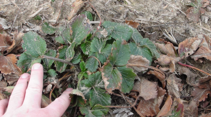 Zabiegi stymulujące odbudowę uszkodzeń mrozowych (komunikat IV dla Grupy Truskawkowej Osadkowski SA)