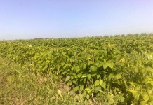 Nawożenie malin w okresie chłodów