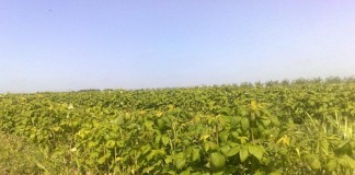 Nawożenie malin w okresie chłodów