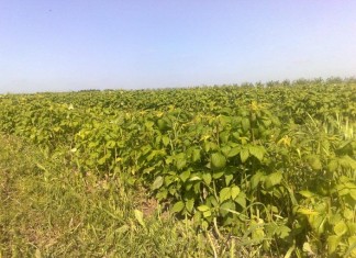 Nawożenie malin w okresie chłodów