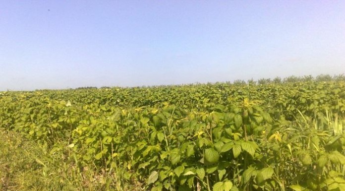 Nawożenie malin w okresie chłodów