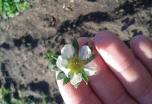 Zabiegi wzmacniające odporność roślin na przymrozki oraz niwelujące stres przechłodzenia – Komunikat VII dla Grupy Truskawkowej Osadkowski SA