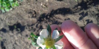 Zabiegi wzmacniające odporność roślin na przymrozki oraz niwelujące stres przechłodzenia – Komunikat VII dla Grupy Truskawkowej Osadkowski SA