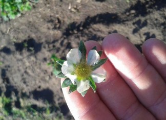 Zabiegi wzmacniające odporność roślin na przymrozki oraz niwelujące stres przechłodzenia – Komunikat VII dla Grupy Truskawkowej Osadkowski SA