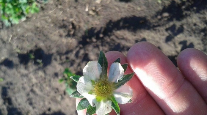 Zabiegi wzmacniające odporność roślin na przymrozki oraz niwelujące stres przechłodzenia – Komunikat VII dla Grupy Truskawkowej Osadkowski SA