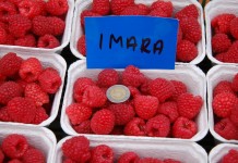 Kwanza, Kweli i Imara – podsumowanie plonowania w 2015 roku