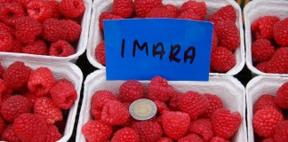 Kwanza, Kweli i Imara – podsumowanie plonowania w 2015 roku