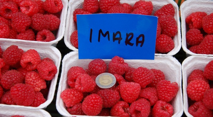 Kwanza, Kweli i Imara – podsumowanie plonowania w 2015 roku