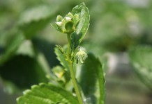 Kwieciak malinowiec na truskawce