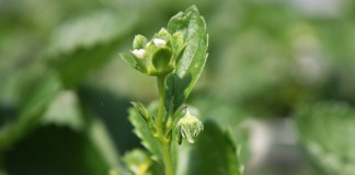 Kwieciak malinowiec na truskawce