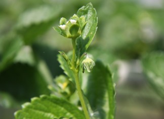 Kwieciak malinowiec na truskawce