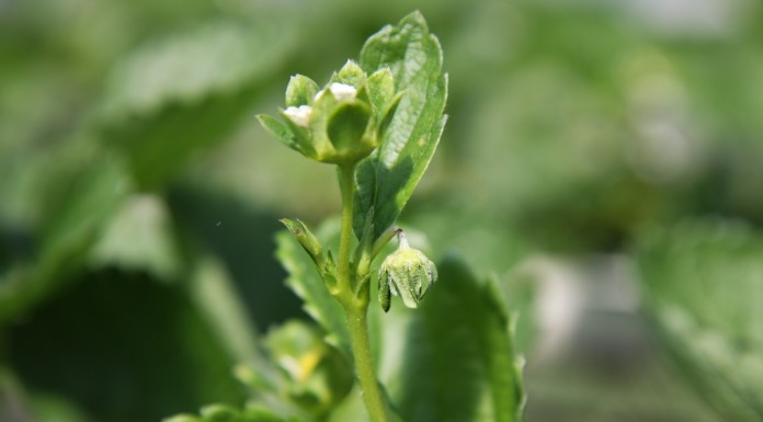 Kwieciak malinowiec na truskawce