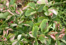 Zwalczanie mączniaka w truskawce tańsze o połowę