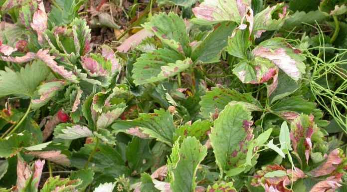 Zwalczanie mączniaka w truskawce tańsze o połowę